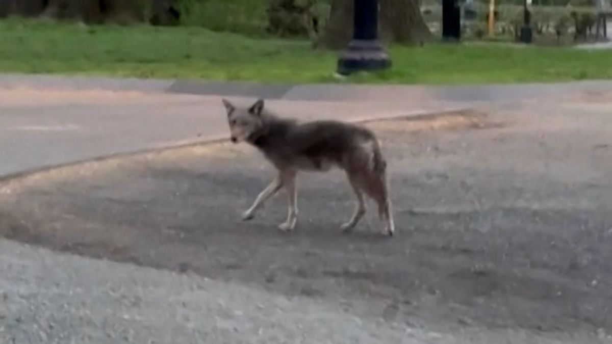 Běžec v Central Parku narazil na kojota
